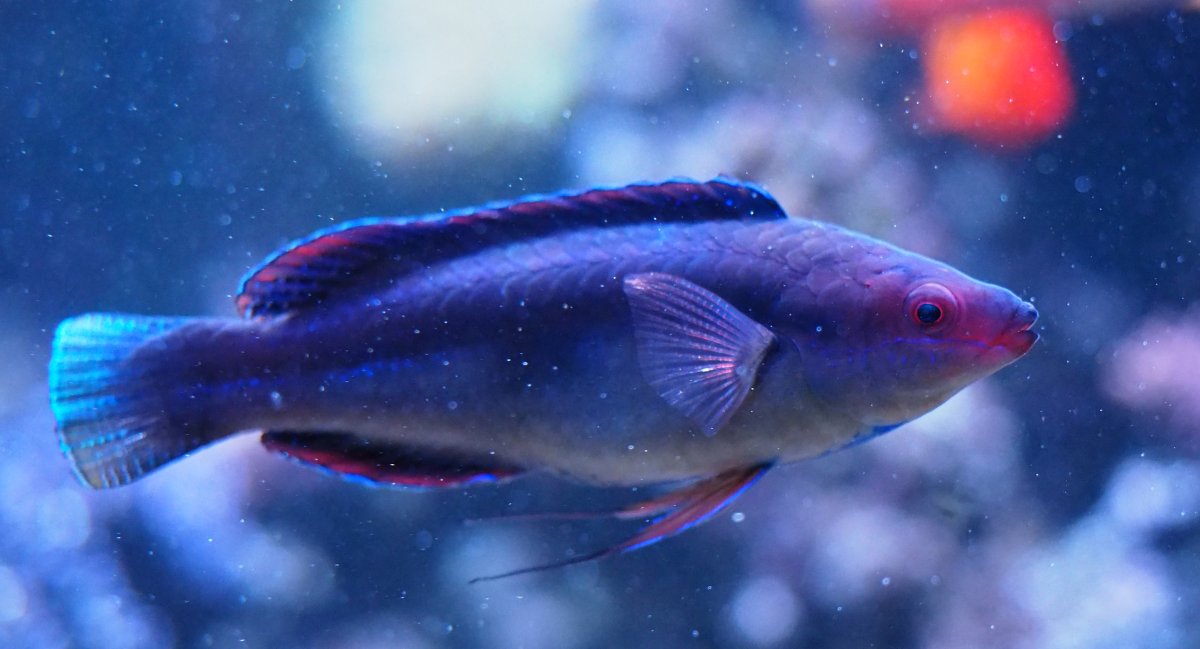 TemminckiFairyWrasse2020100601.jpg