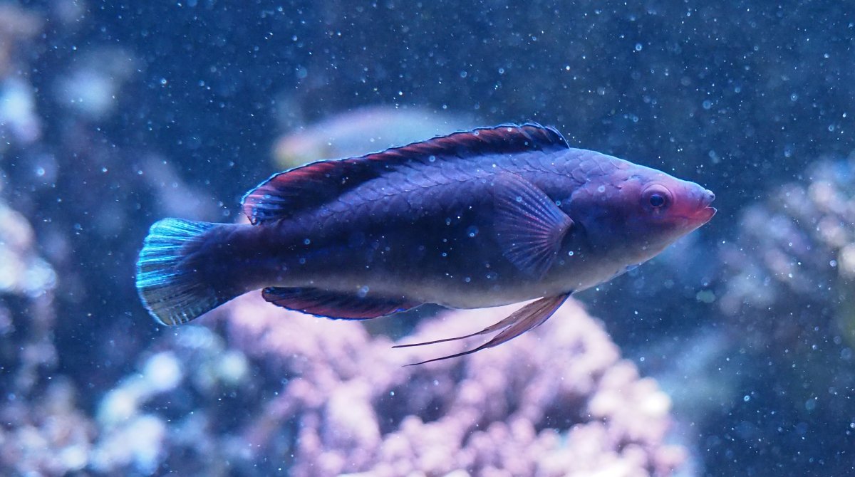 TemminckiFairyWrasse2020100602.jpg