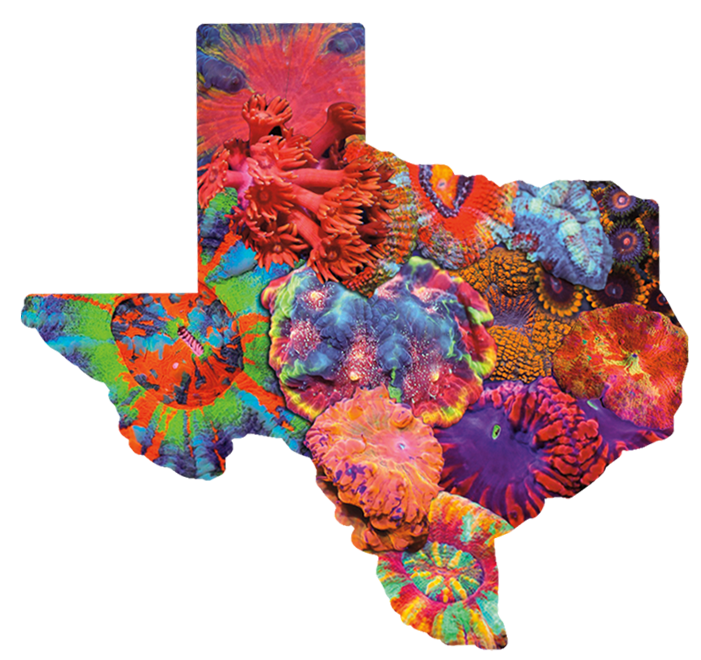 texascorals2-23 (4).png