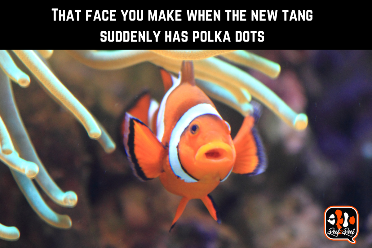 That face you make when the new tang suddenly has polka dots.png