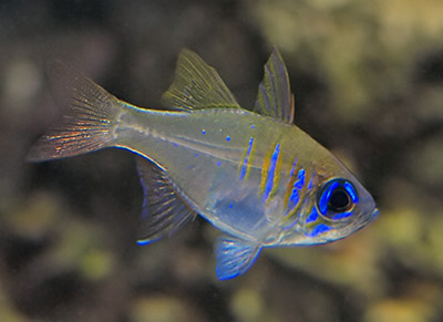 threadfin-cardinalfish1.jpg