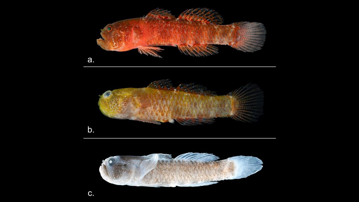 Three varients of Grumpy Goby.jpg