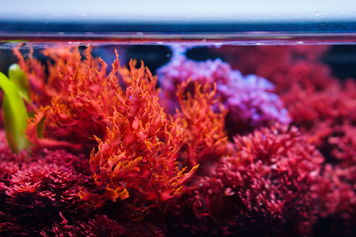 Tigaboy_RedMacroalgae.jpeg