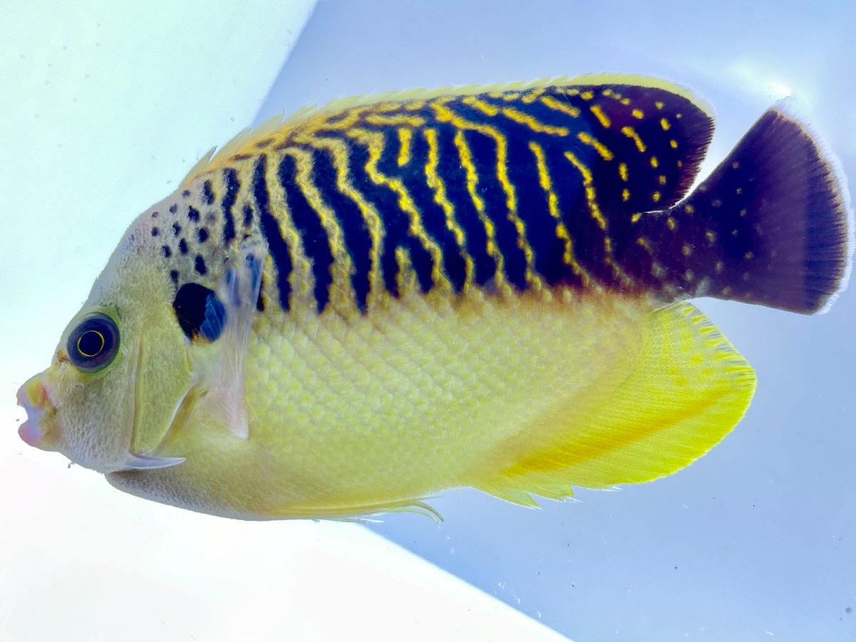 Tiger Angelfish WYSIWYG 1.jpg