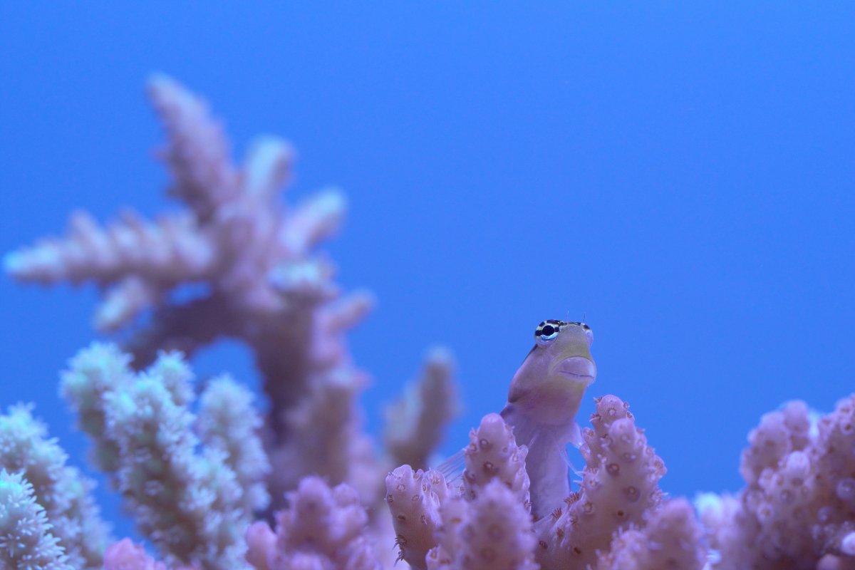 Tiger Blenny Reduced.jpg