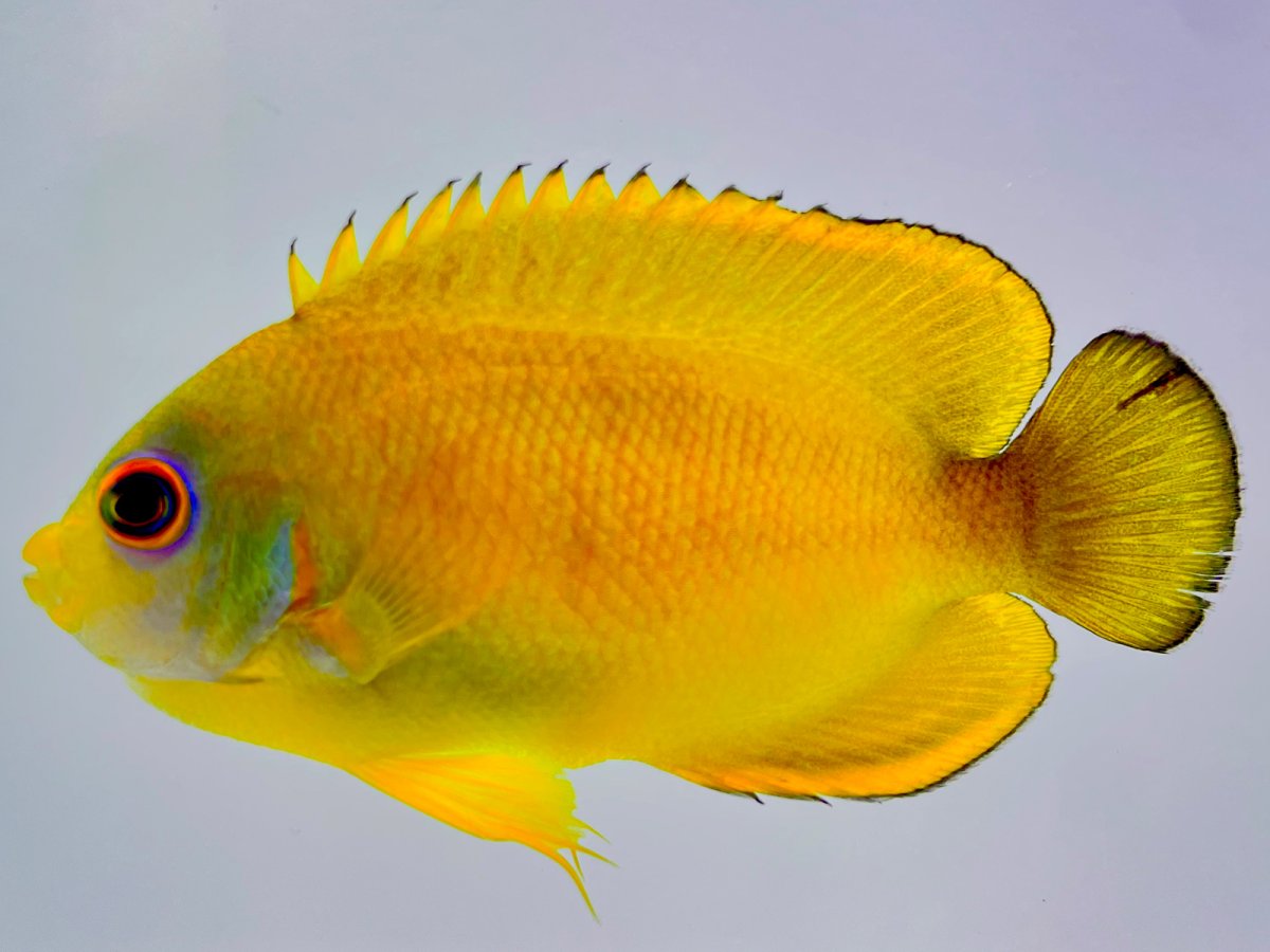 Tigerpyge angelfish.jpg