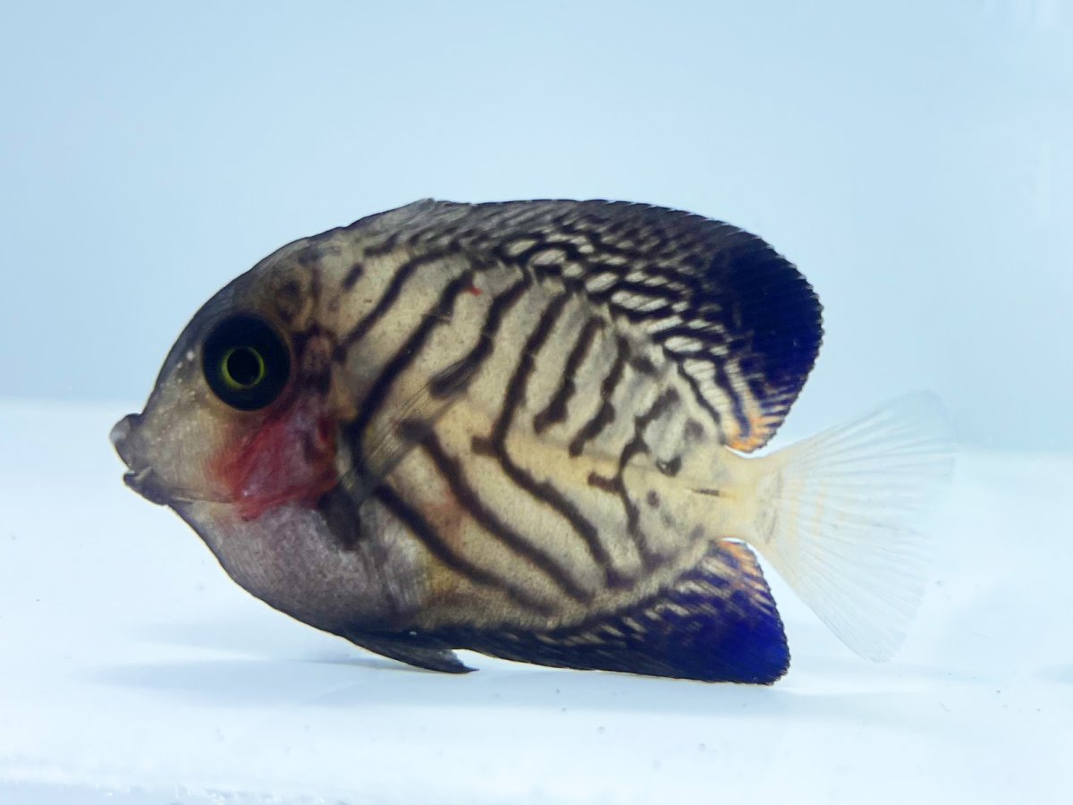 Tiny Chevron Tang.jpg