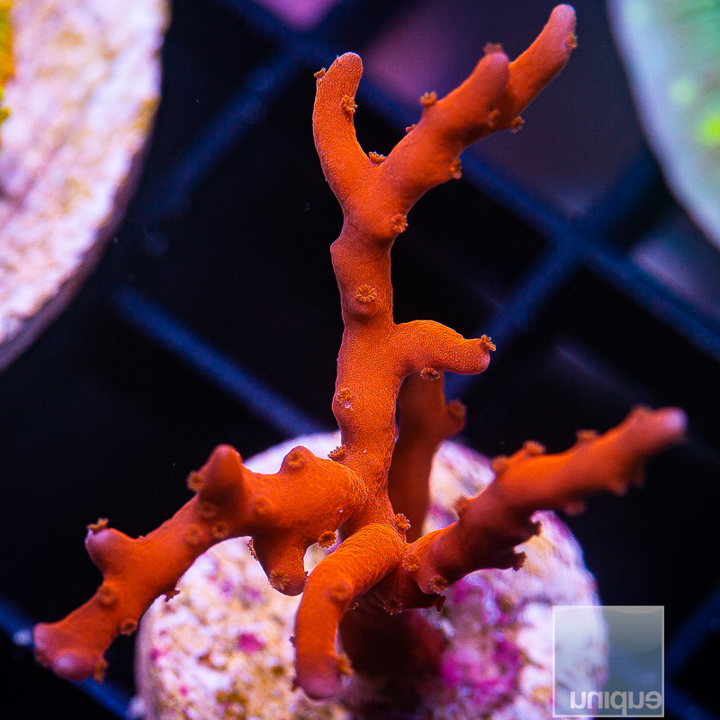 TNT Anacropora 79 36.JPG