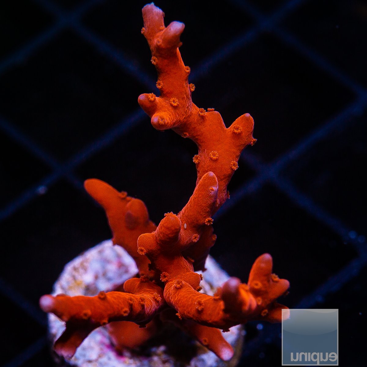 TNT Anacropora 89 36.JPG