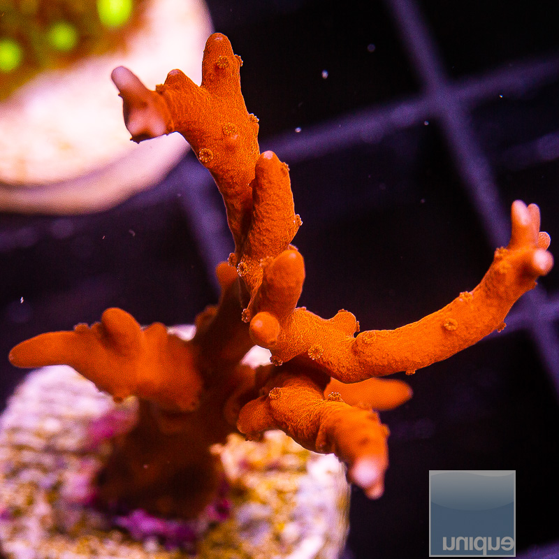 TNT Anacropora 89 46.JPG