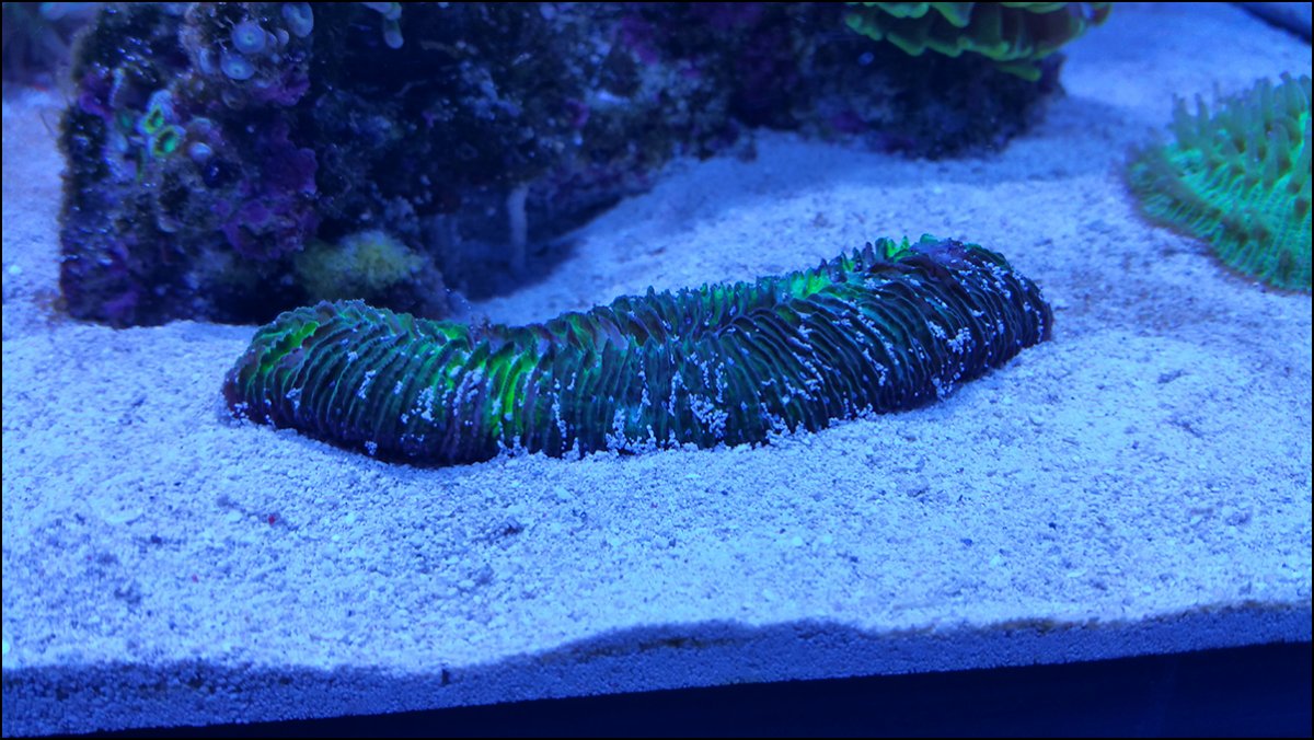 tongue_coral_on_sand.jpg