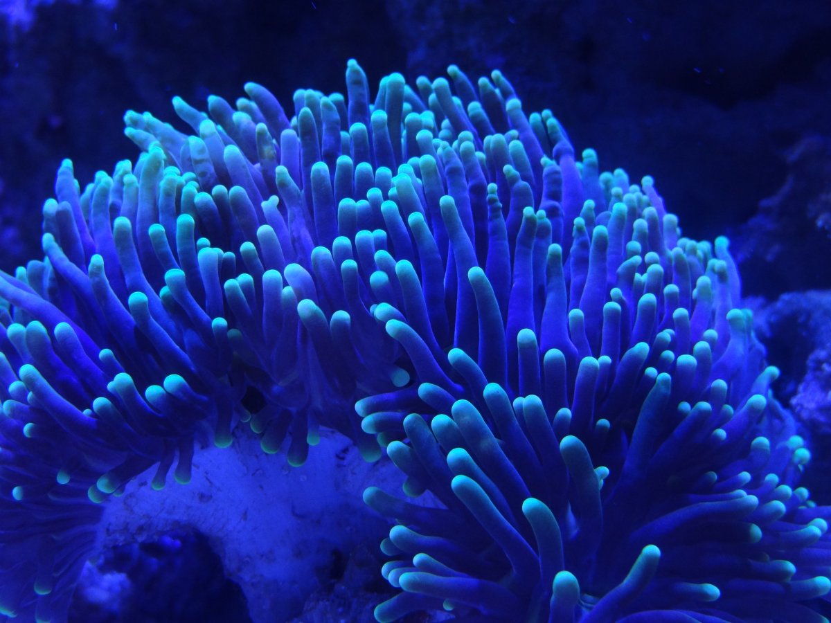 Torch Coral 1 month.JPG