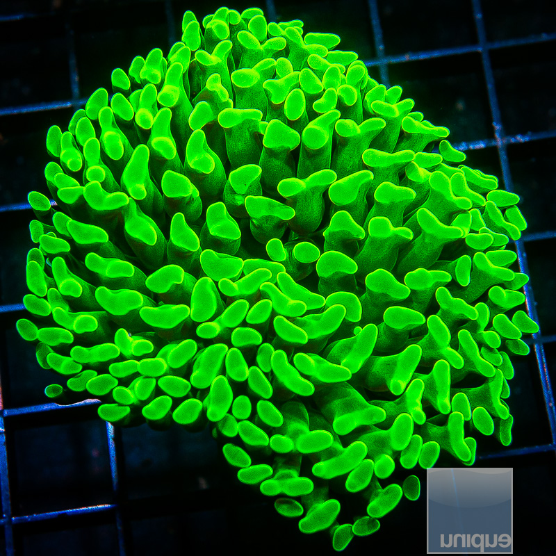 Toxic Green Branching Hammer 69 40.JPG