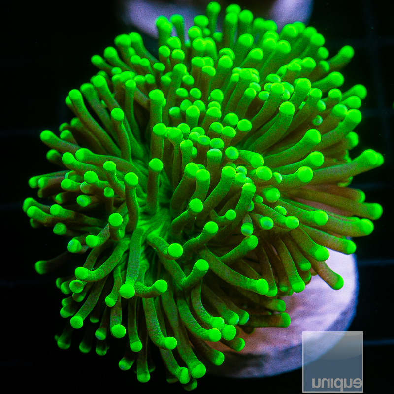 Toxic Green Torch double 149 95.JPG