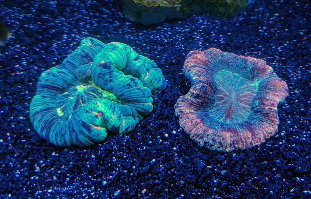 Trachyphyllia1.jpg