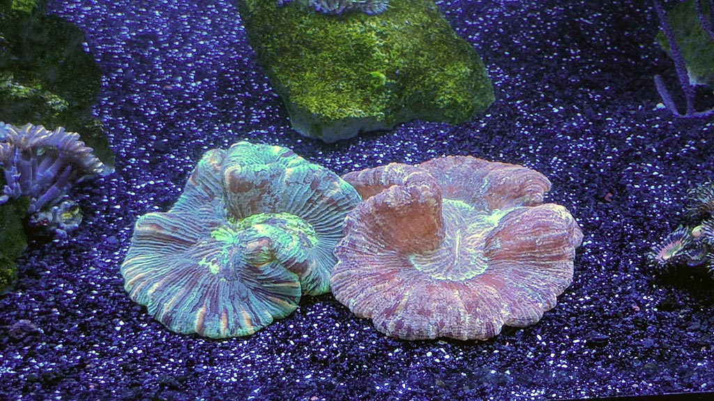 Trachyphyllia3.jpg