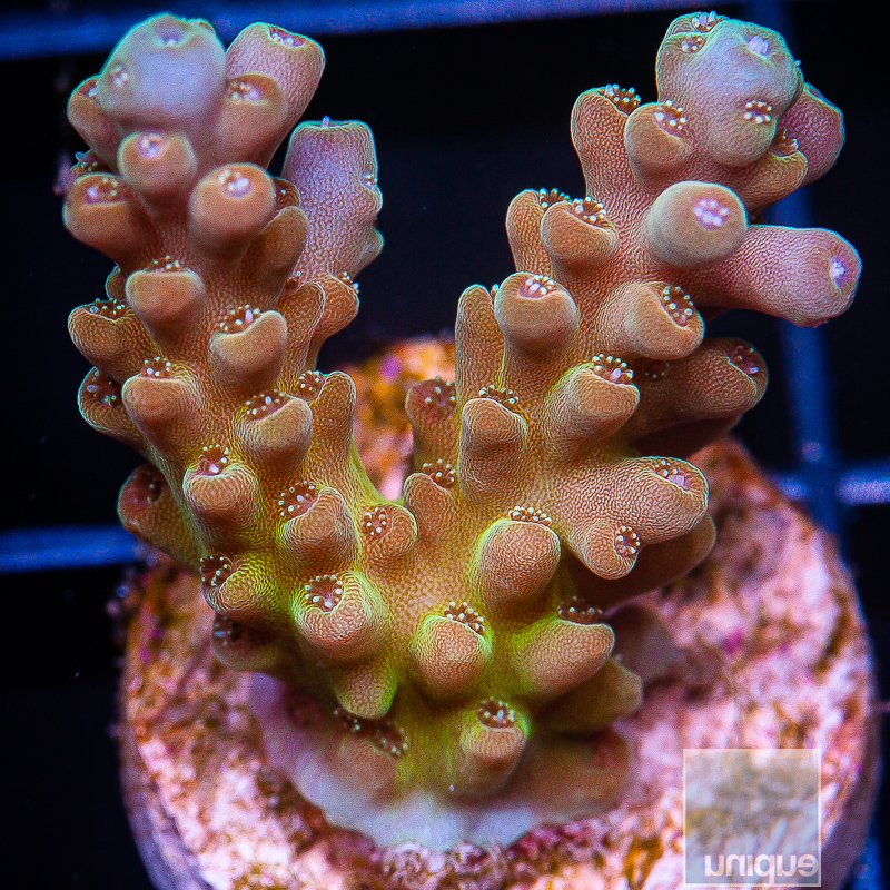 Tricolor Acropora 69 46.JPG