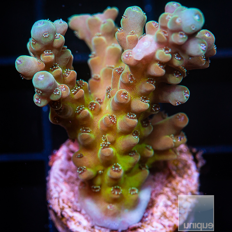 Tricolor Acropora 79 46.JPG