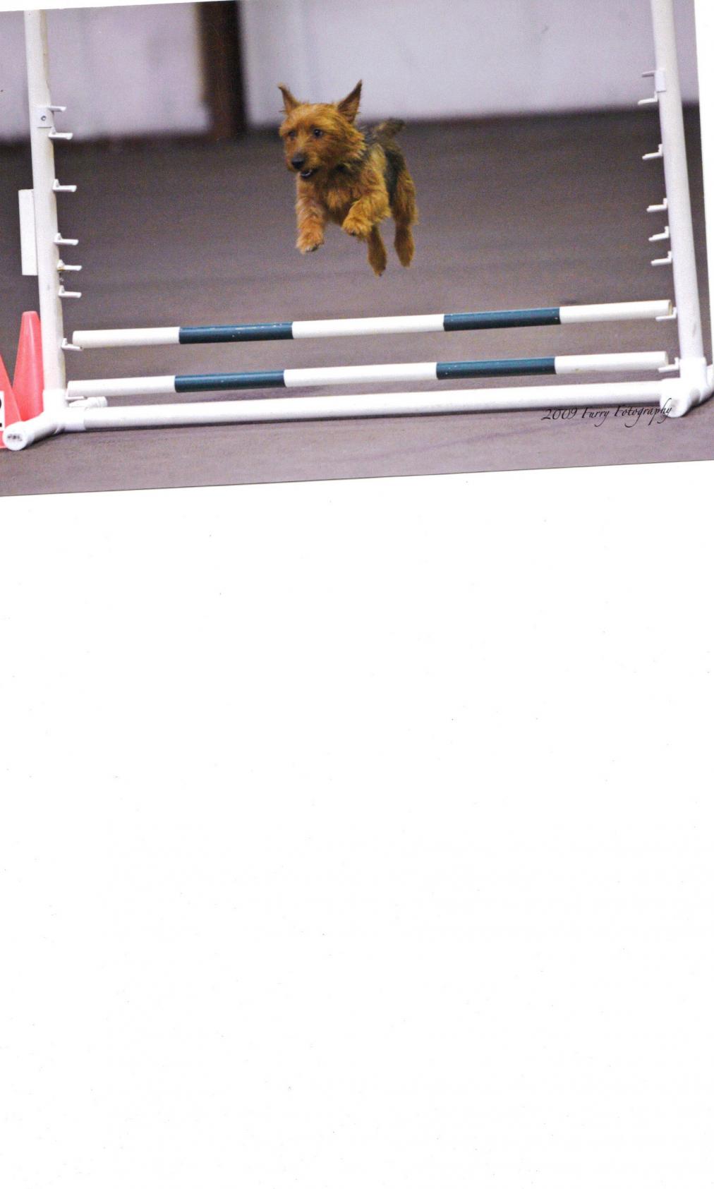 Trixie - jump 2009.jpg