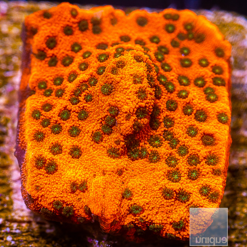 Tropic Thunder Montipora 59 36.JPG