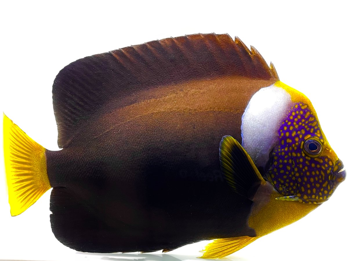 True Personifer Angelfish SHOW.jpg