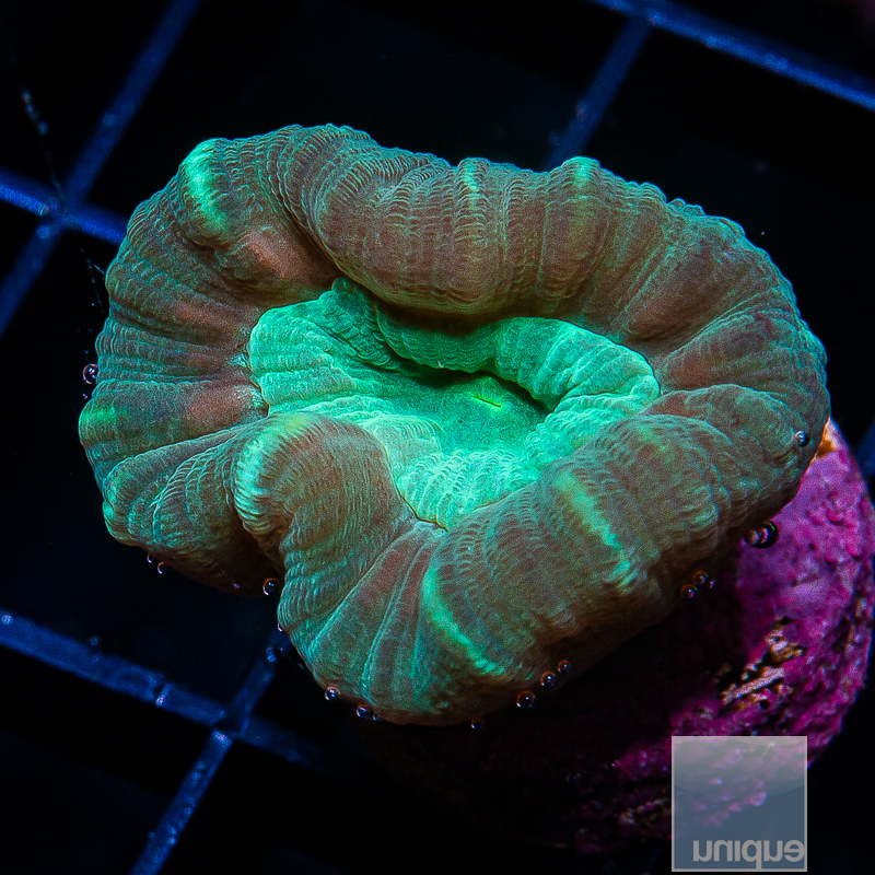 Trumpet Coral 22 10.JPG