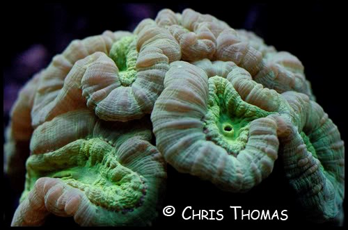 trumpet coral A.jpg