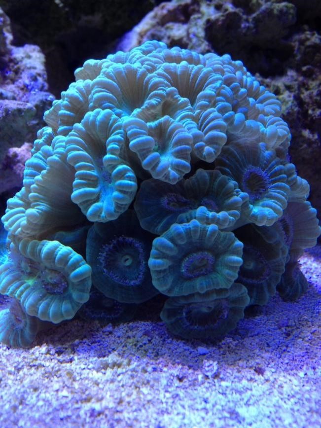 trumpet coral D.jpg