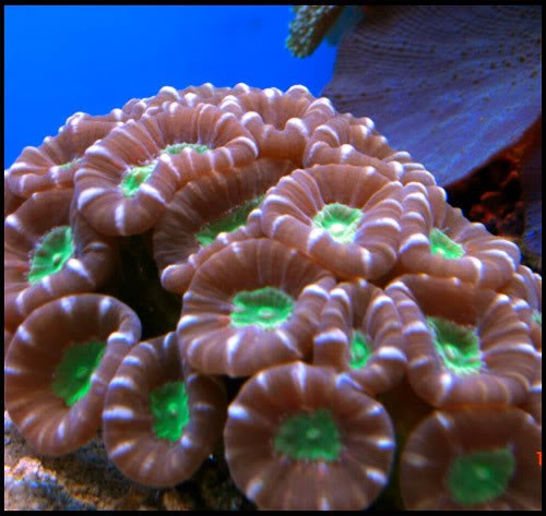 trumpet coral E.jpg