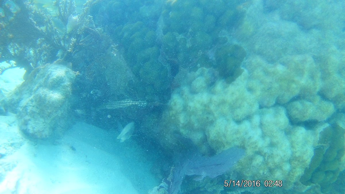 trumpet fish.JPG