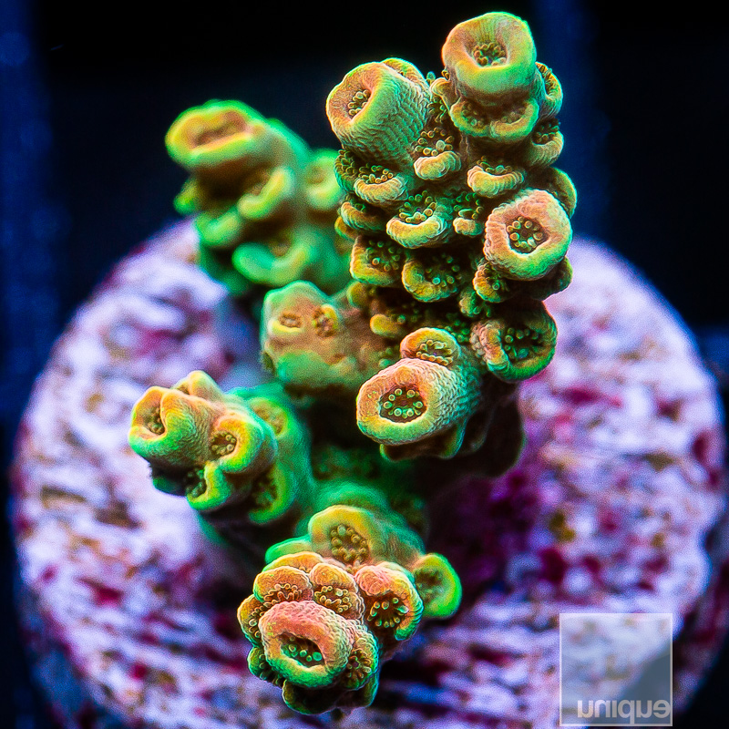 TSA Bill Murray Acropora 139 76.JPG