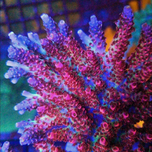 TSA optimus Prime Acropora.jpg