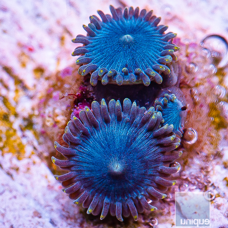 Tubbs Blues Zoanthid 29 21.JPG