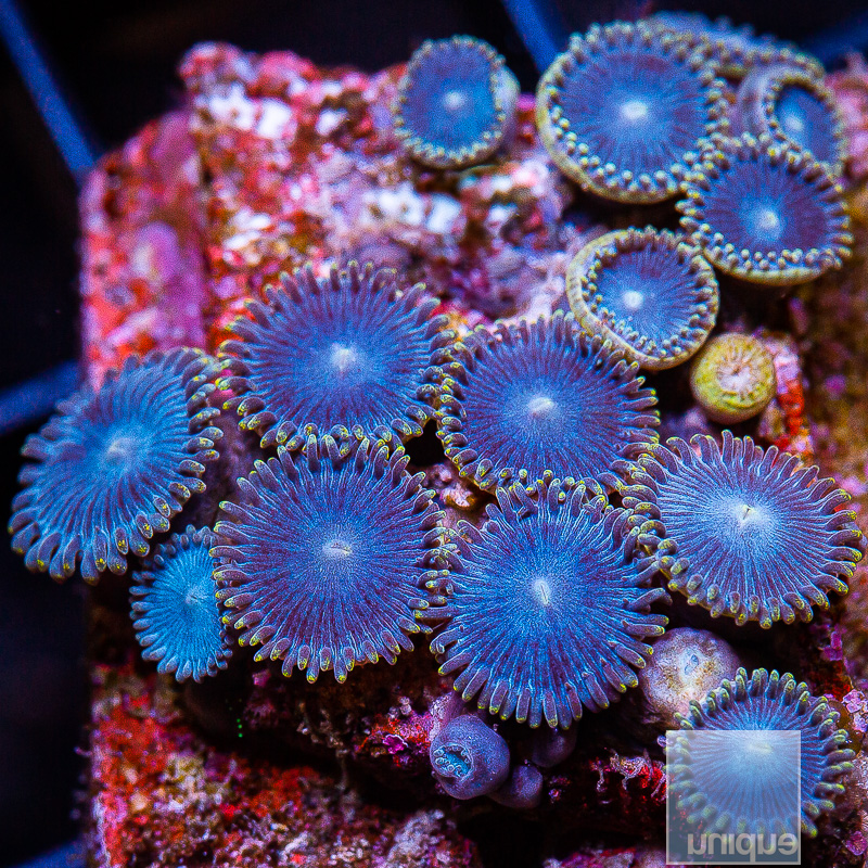 Tubbs Blues Zoanthid 99 46.JPG