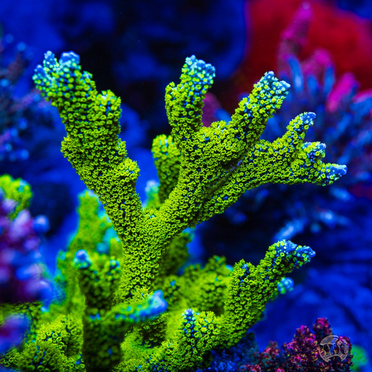 Tubbs-Stellata-Montipora-0578-MC-sm.jpg