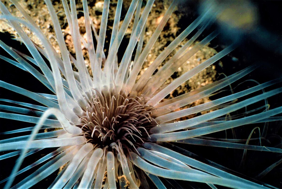 Tube Anemone.JPG