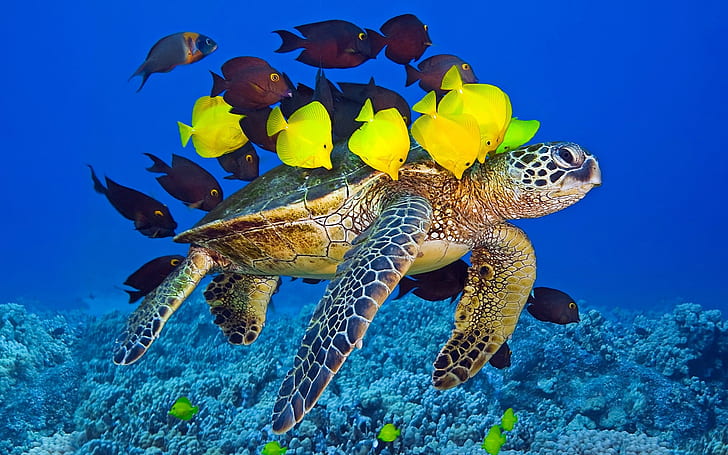 turtle-and-fishes-school-of-purple-and-yellow-tang-wallpaper-preview.jpg