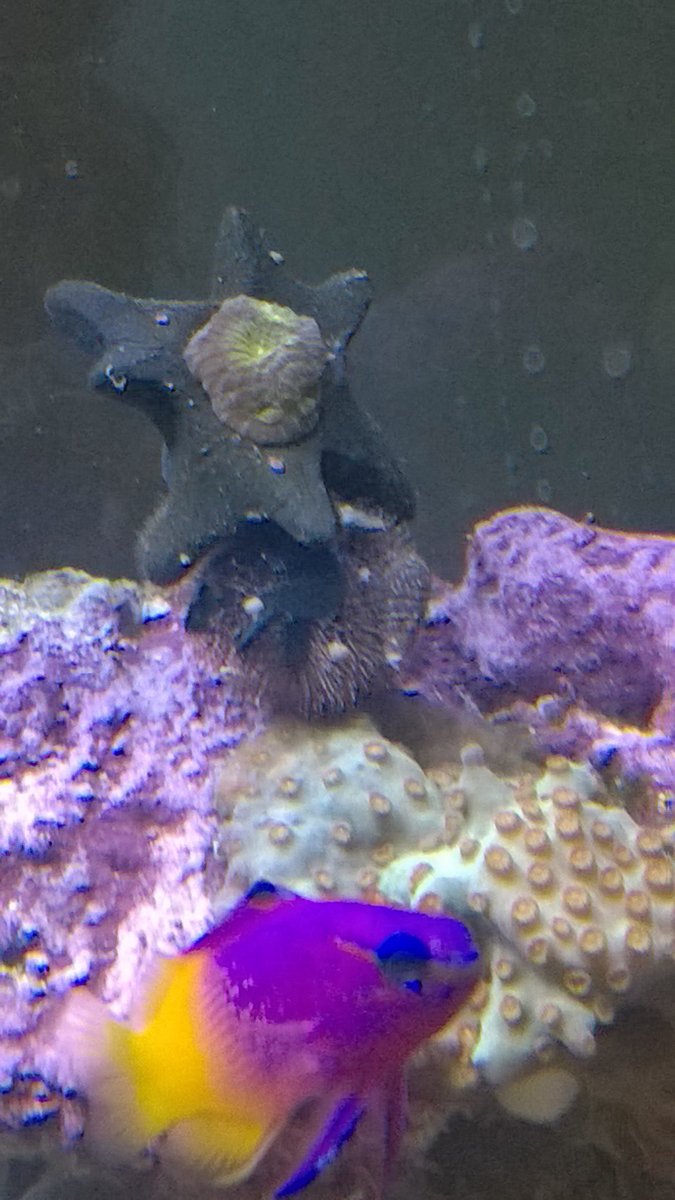 Tuxedo urchin needed a hat. - Imgur.jpg