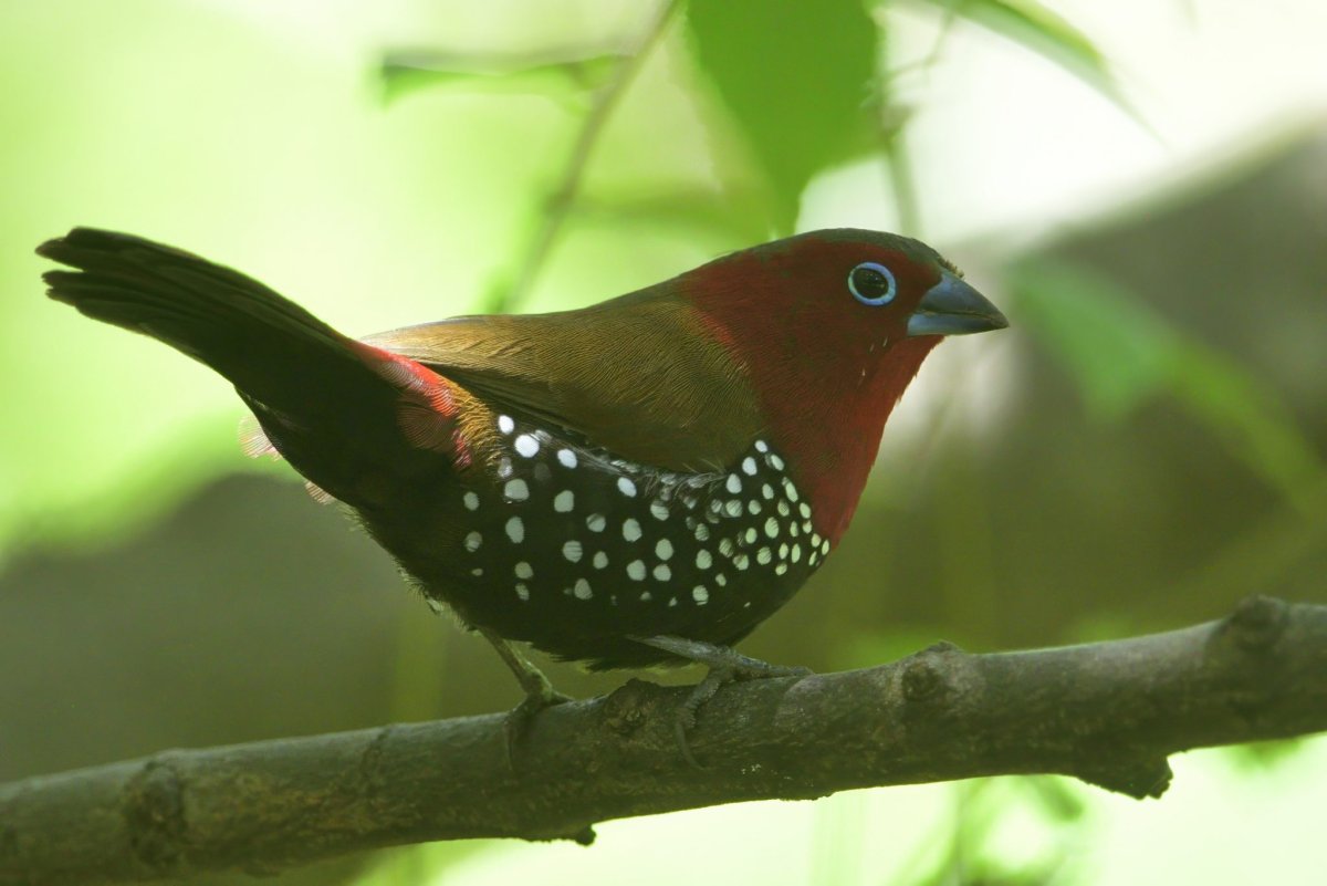 Twinspot-Red-throated_0004024.03.27_0015_Garden-topaz-2048x1366.jpg