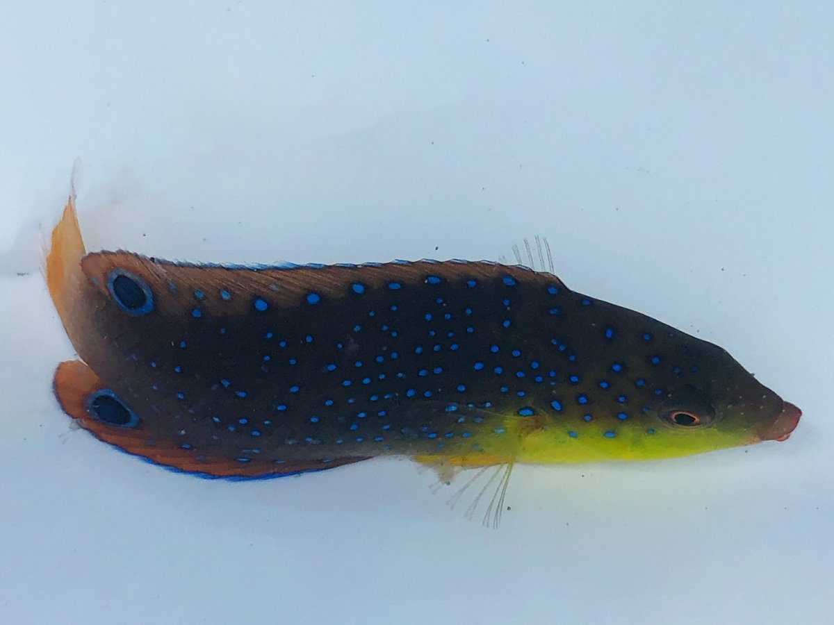 Twistii Wrasse.jpg