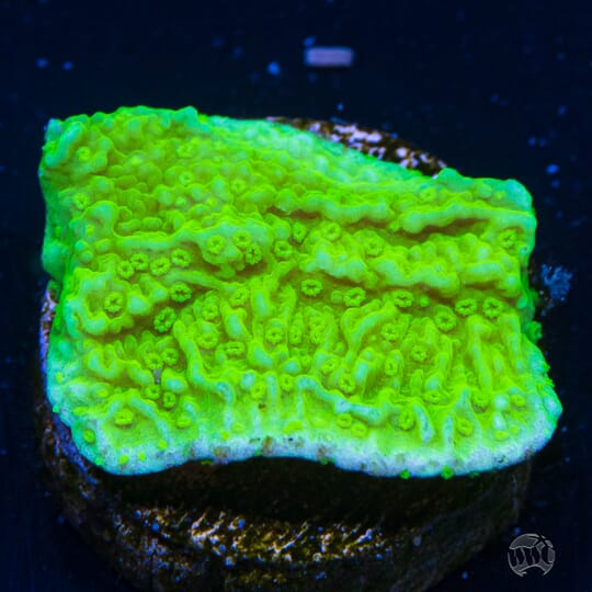 Tyree Aequituberculata Montipora.jpg