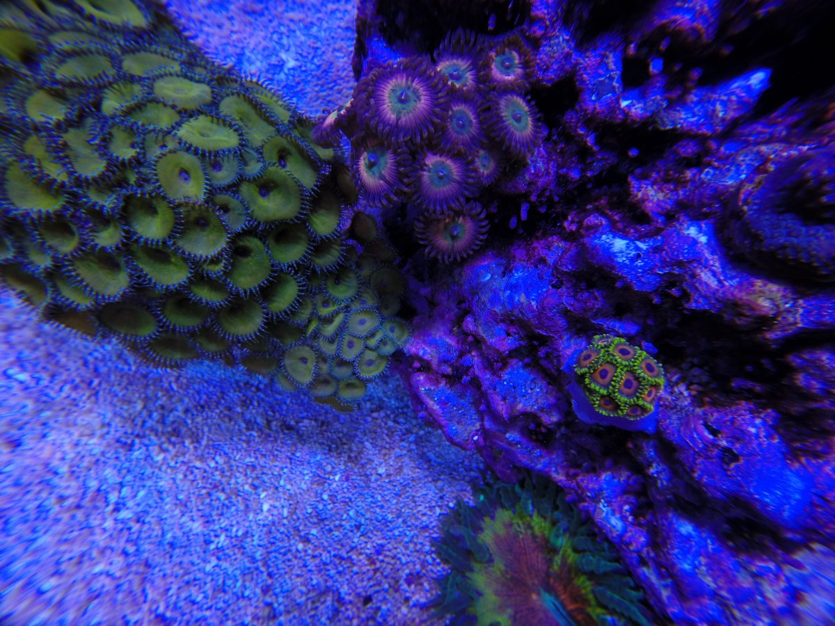 Tyree-eagle eye zoas 19-2-24.JPG