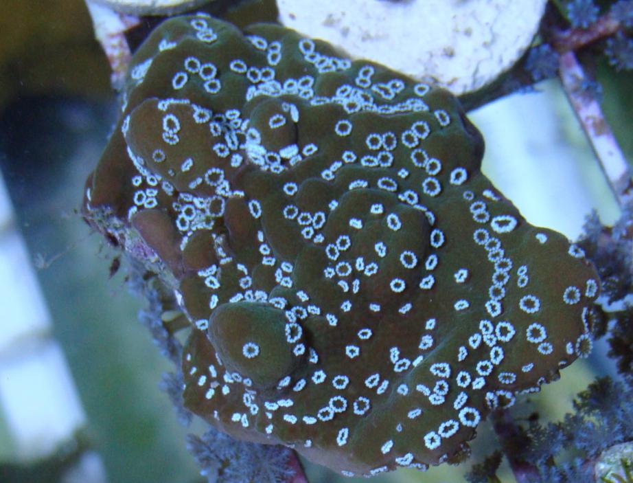 tyree montipora undata.jpg