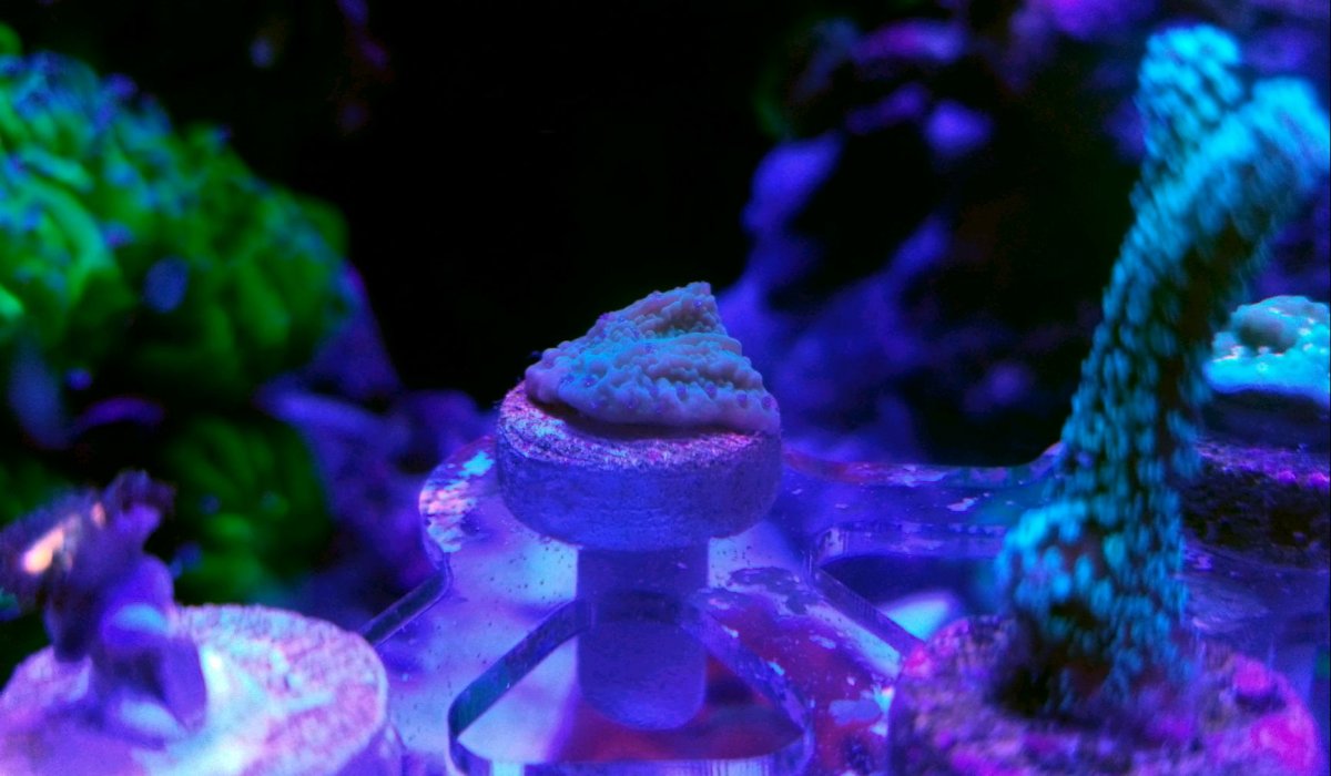 Tyree's Flower Petal Montipora.jpg