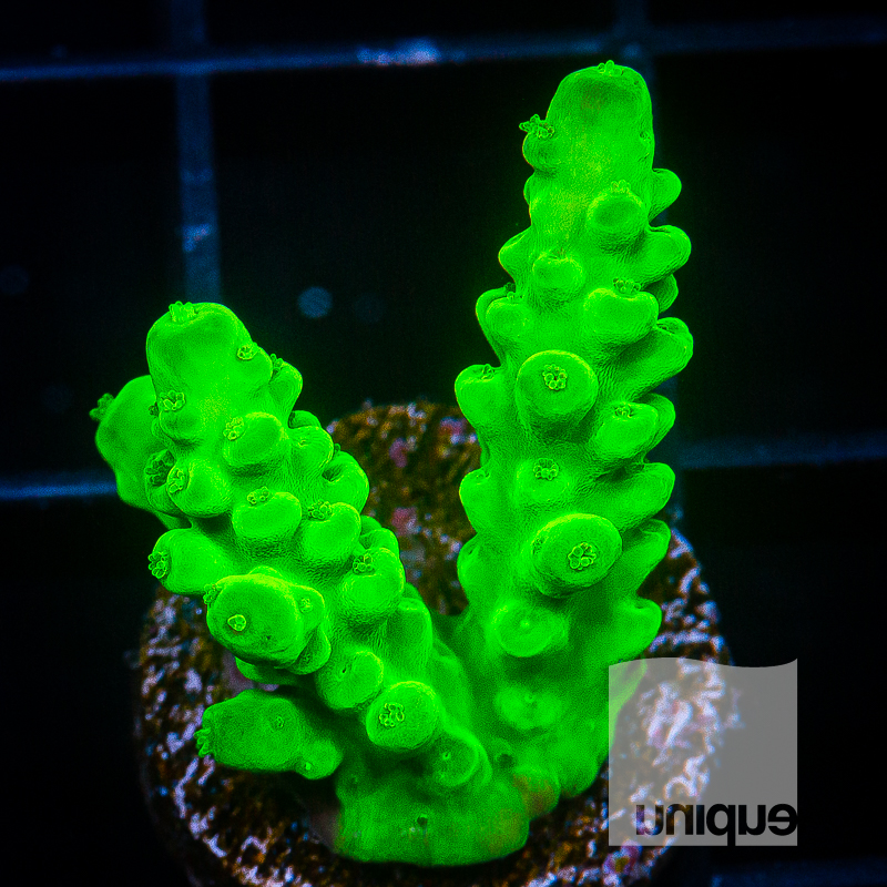 U Acropora 32 20.jpg