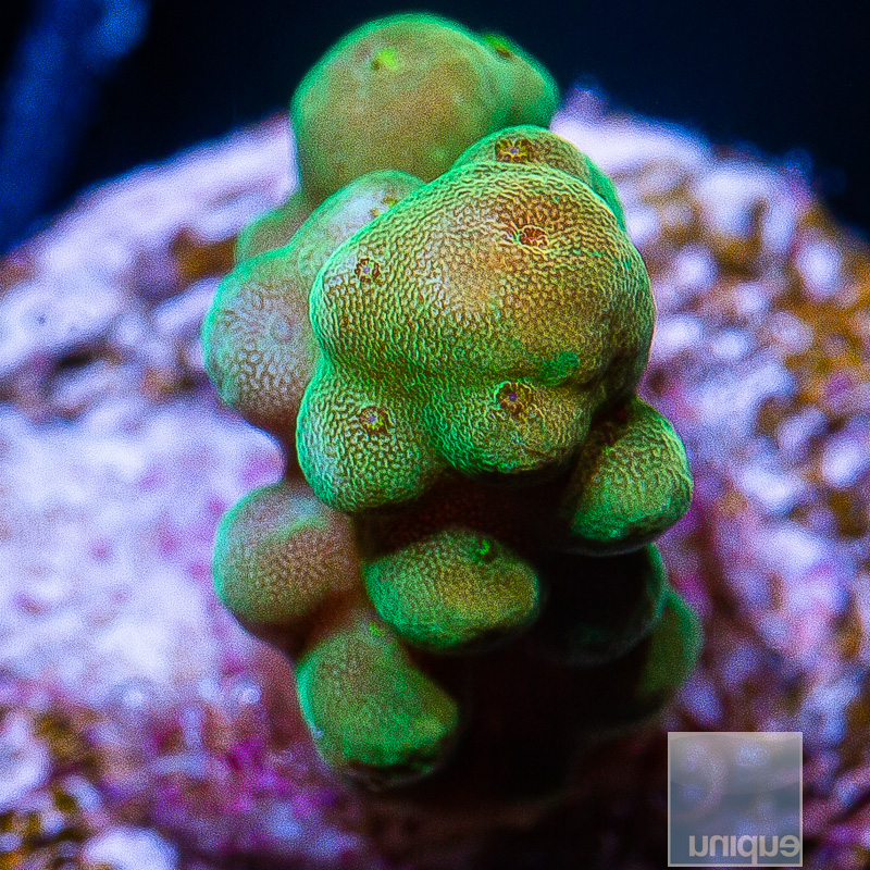 U Acropora 39 5 (1).JPG