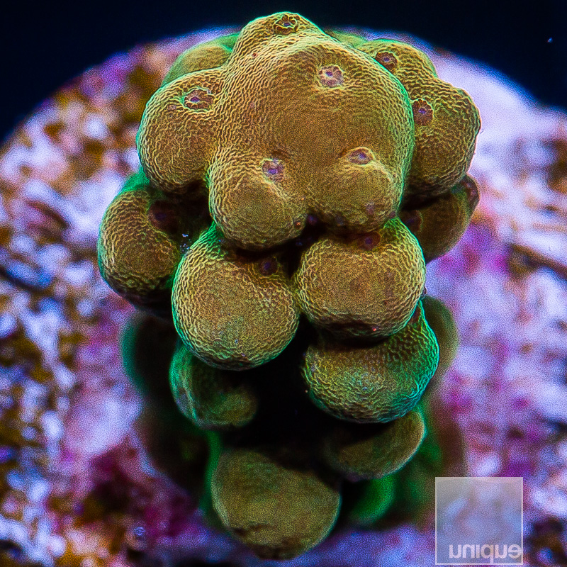 U Acropora 39 5.JPG