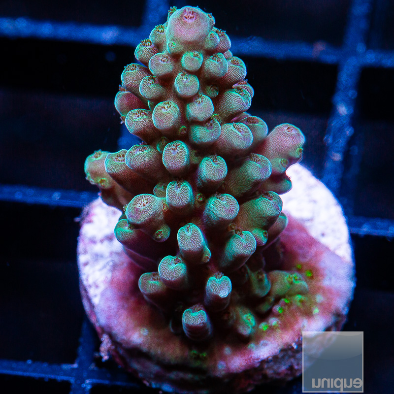 U Acropora 44 10 (1).JPG