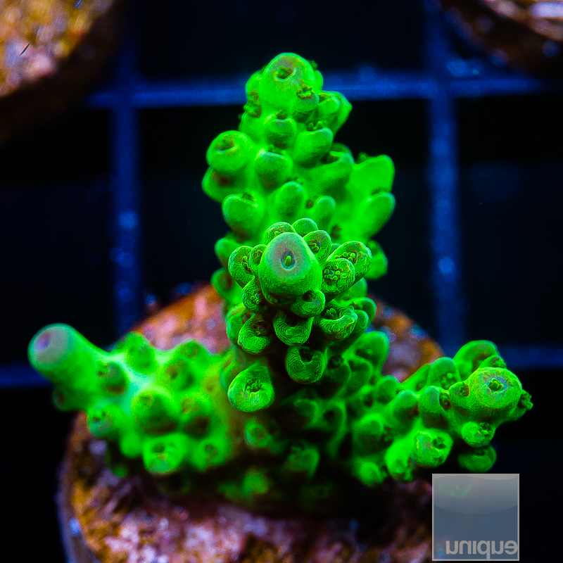 U Acropora 49 23.JPG