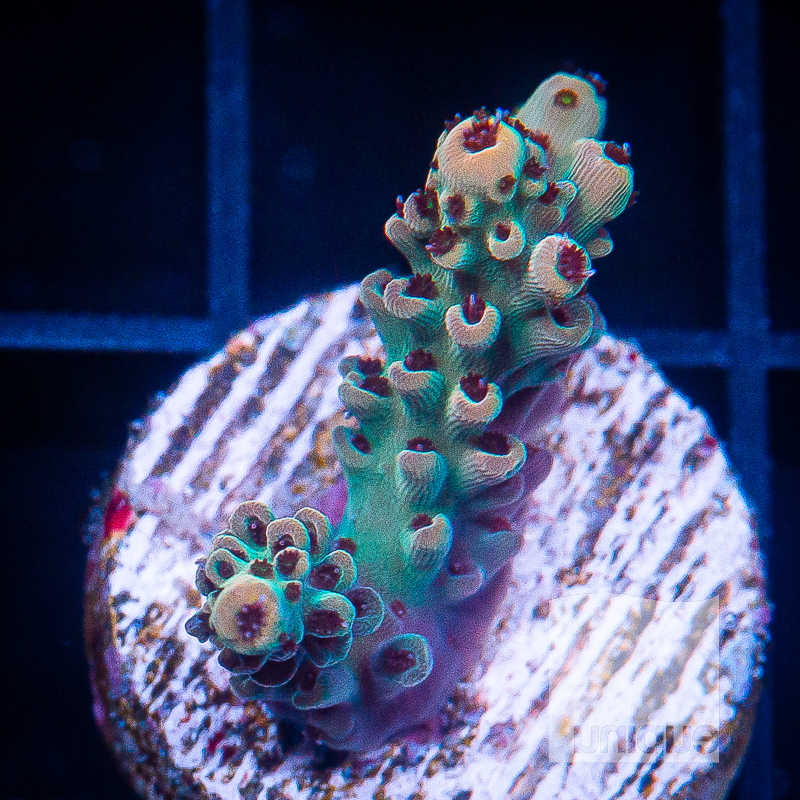 U Acropora 49 30.jpg